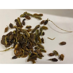 Sofora Owoc Sophora Japonica Fructus 1 Kg